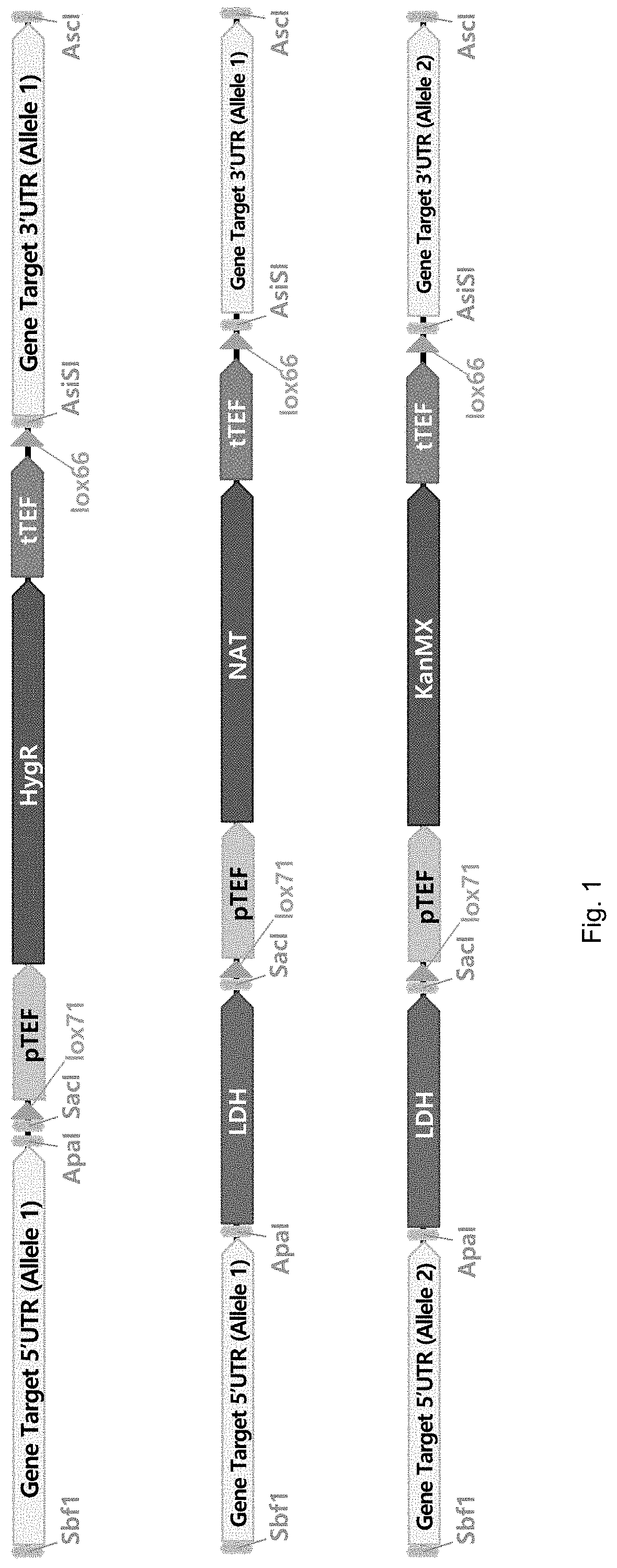 Recombinant acid-resistant yeast with suppressed glycerol production and method of producing lactic acid using the same