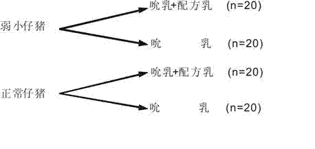 Liquid formula milk special for weak piglets and preparation method thereof