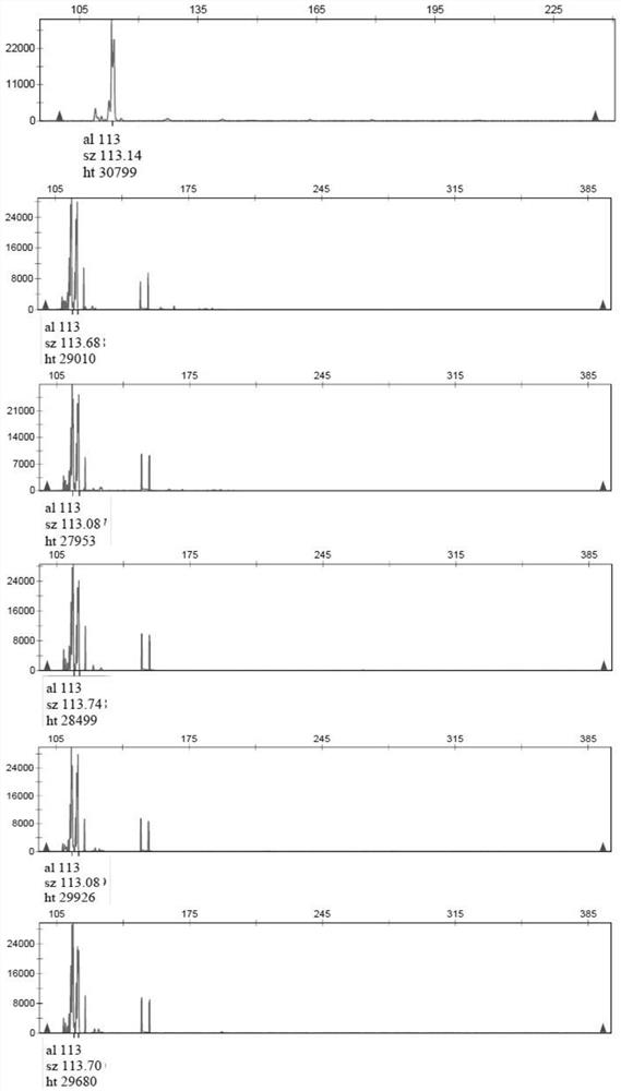 SSR (Simple Sequence Repeat) fingerprint spectrum identification method and construction method of golden yellow stropharia rugoso-annulata strain