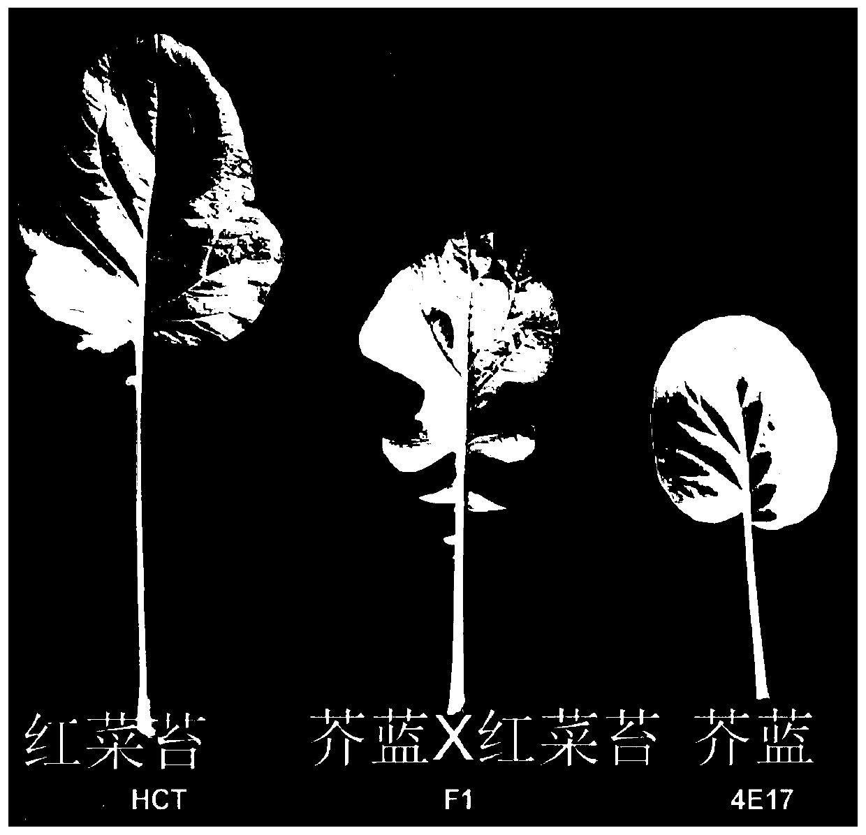 Molecular markers for identification of interspecific hybrids of Chinese kale and red brassica campestris and tracing of chromosome segregation conditions of progeny materials A05 and C04 of interspecific hybrids