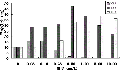 Method for promoting rapid growth of buds and roots of dracaena sanderiana