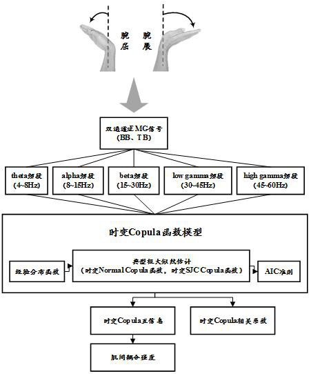 Inter-muscular coupling analysis method based on time-varying Copula mutual information