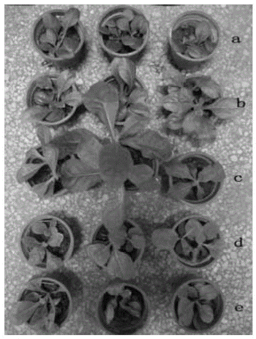 A Rapid Identification Method of Tobacco Anthracnose Resistance