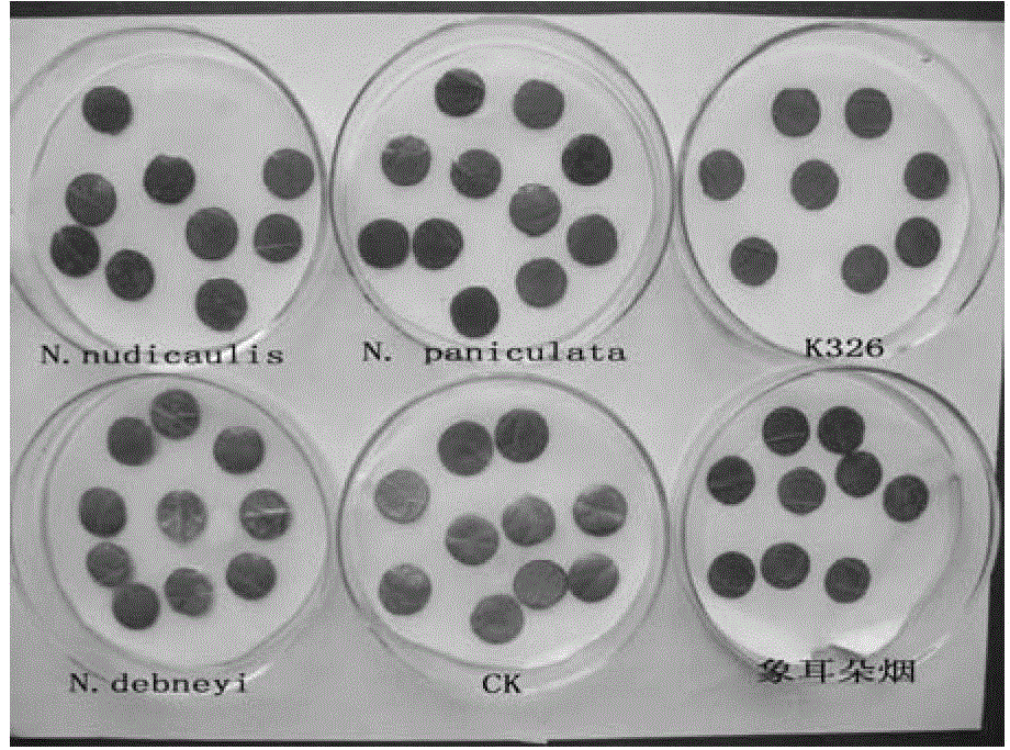 A Rapid Identification Method of Tobacco Anthracnose Resistance