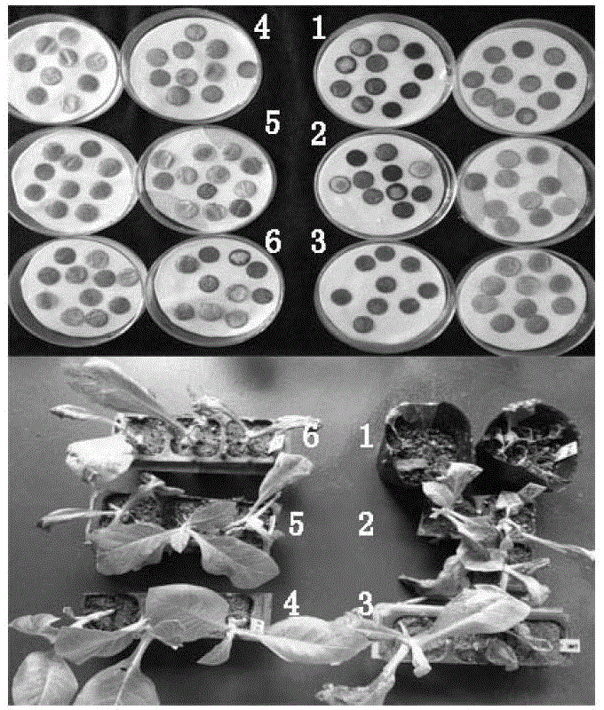 A Rapid Identification Method of Tobacco Anthracnose Resistance