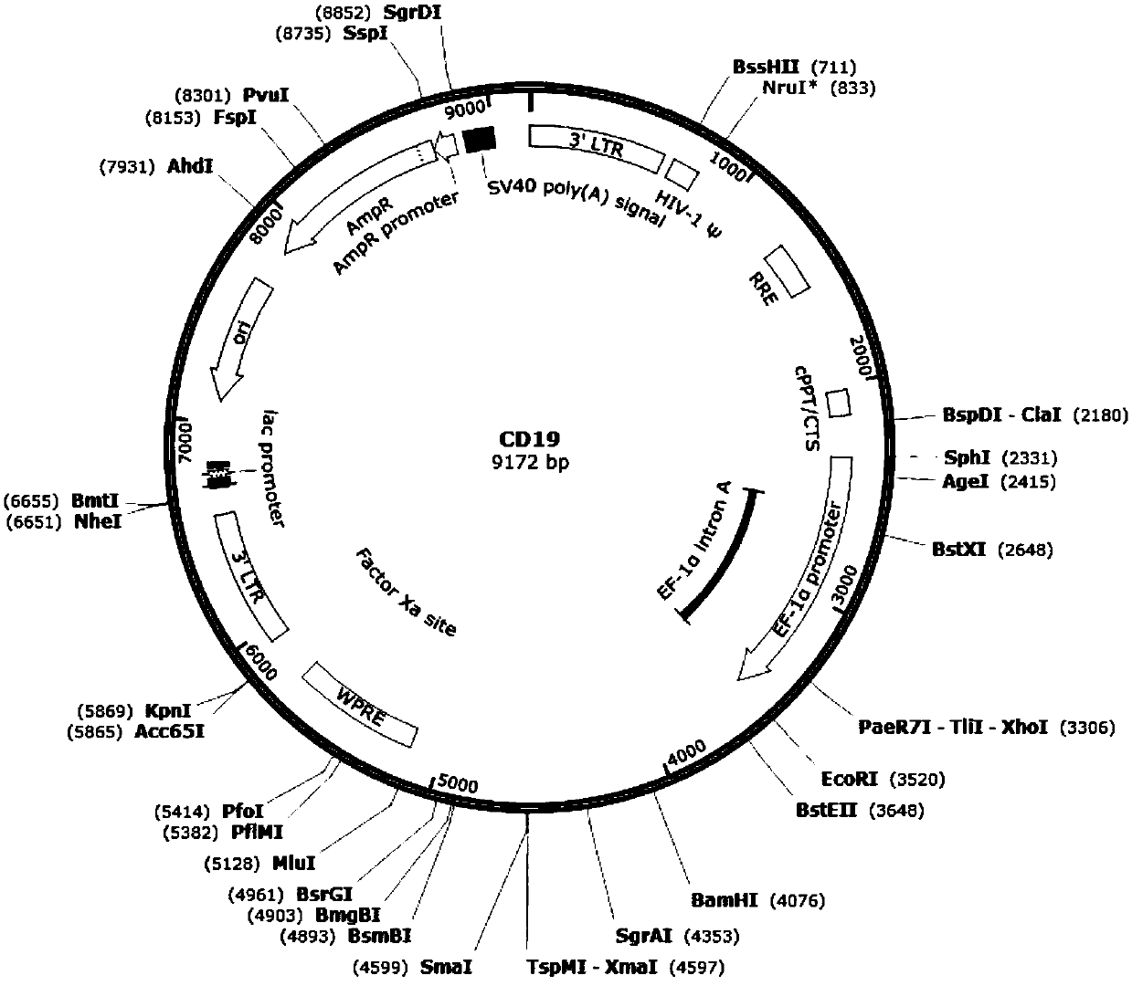 Combined chimerism antigen receptor, expression vector, lentivirus and T-cell