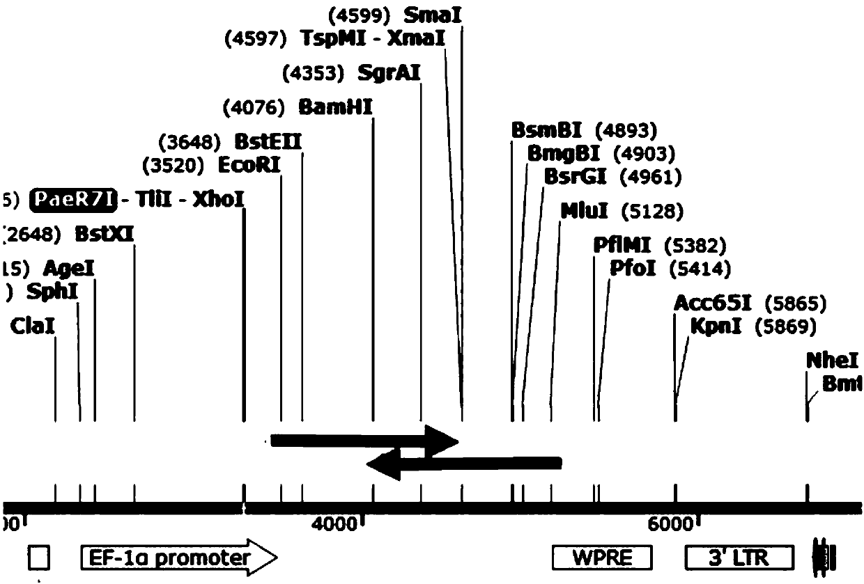 Combined chimerism antigen receptor, expression vector, lentivirus and T-cell