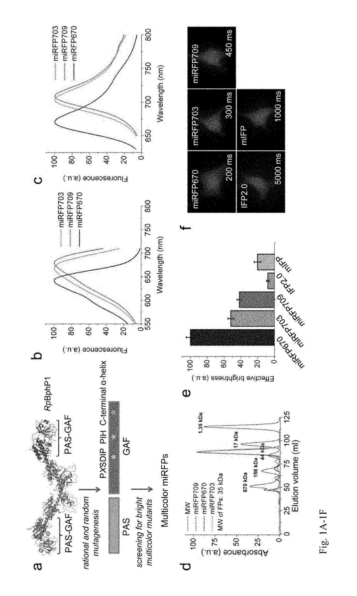 Monomeric near-infrared fluorescent proteins engineered from bacterial phytochromes and methods for making same