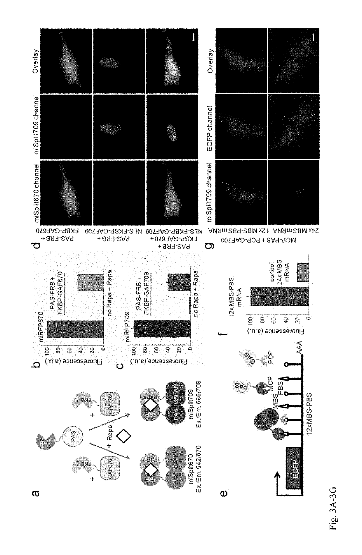 Monomeric near-infrared fluorescent proteins engineered from bacterial phytochromes and methods for making same