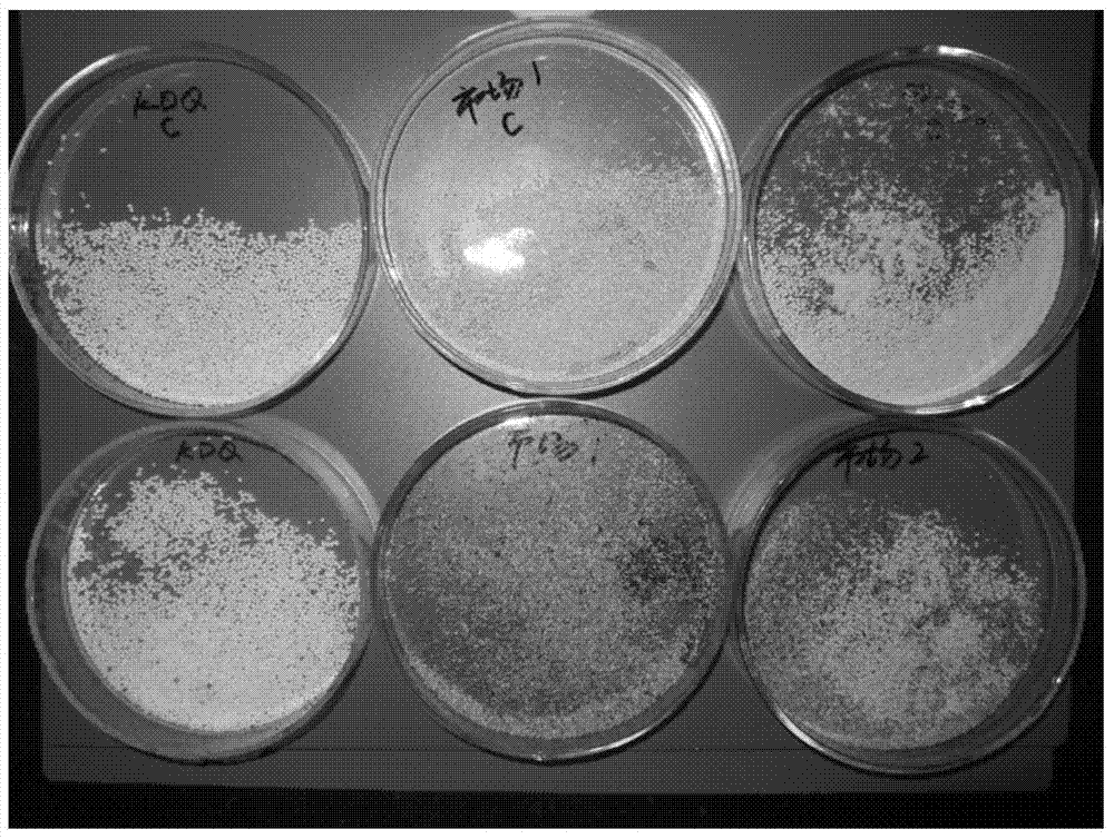 Stable mercaptamine enveloped by microcapsules and preparation method thereof