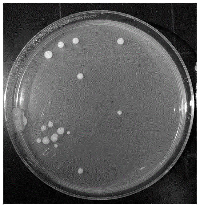 Peanut root growth-promoting bacterium HS9 and application thereof