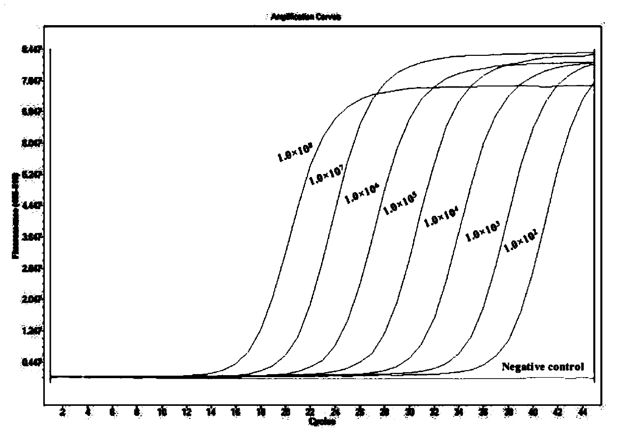 Double qPCR method for rapidly detecting chlamydia trachomatis, primer and probe