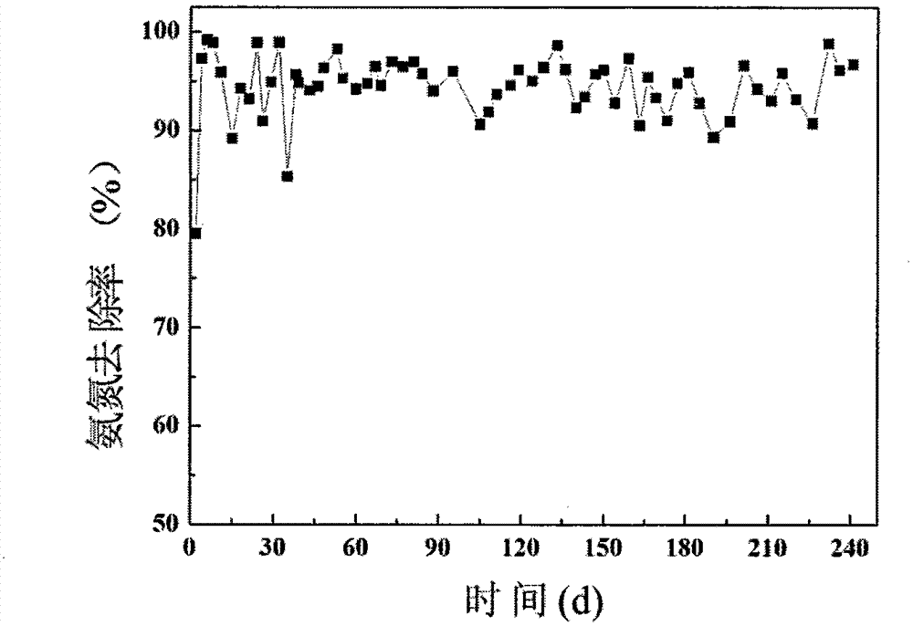 Method for treating wastewater from livestock and poultry breeding by constructing vertical flow artificial wetland based on water supply plant sludge