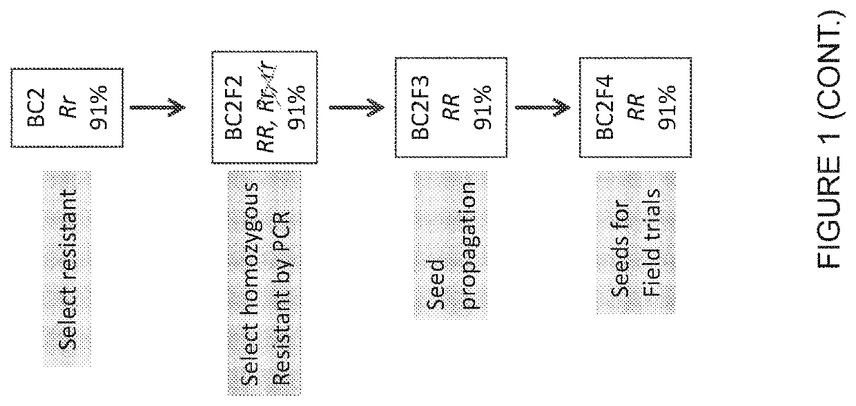 Compositions and methods conferring resistance to rust diseases