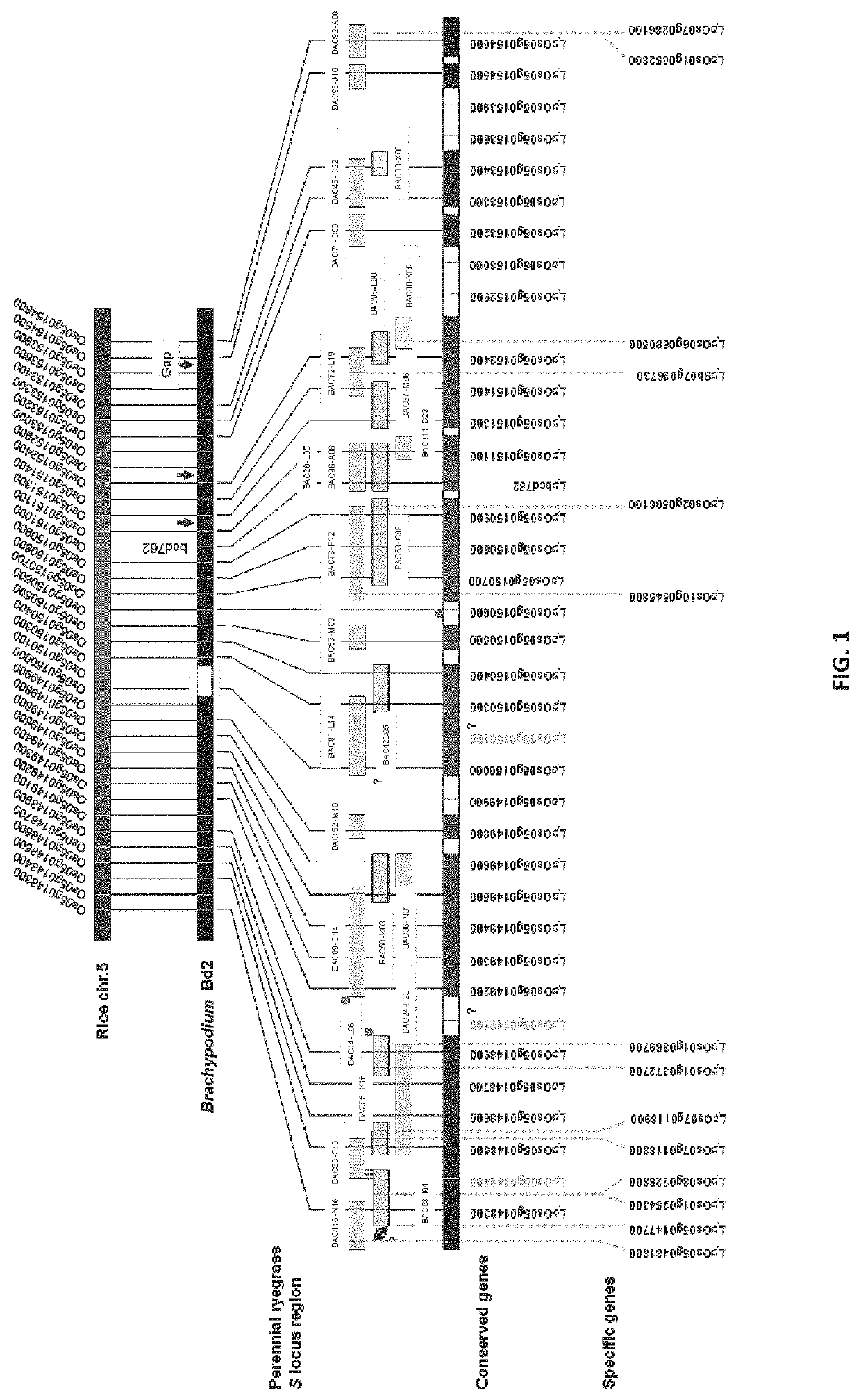 Manipulation of self-incompatibility in plants