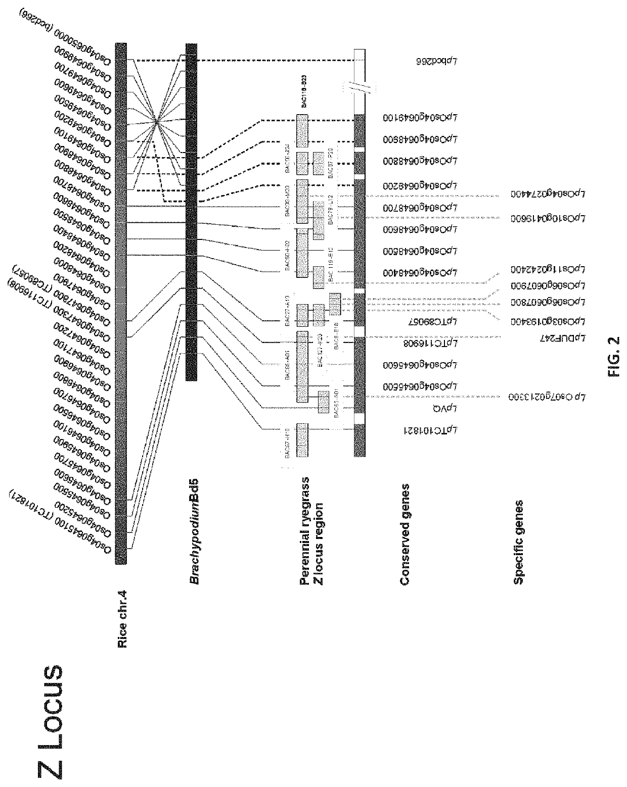 Manipulation of self-incompatibility in plants