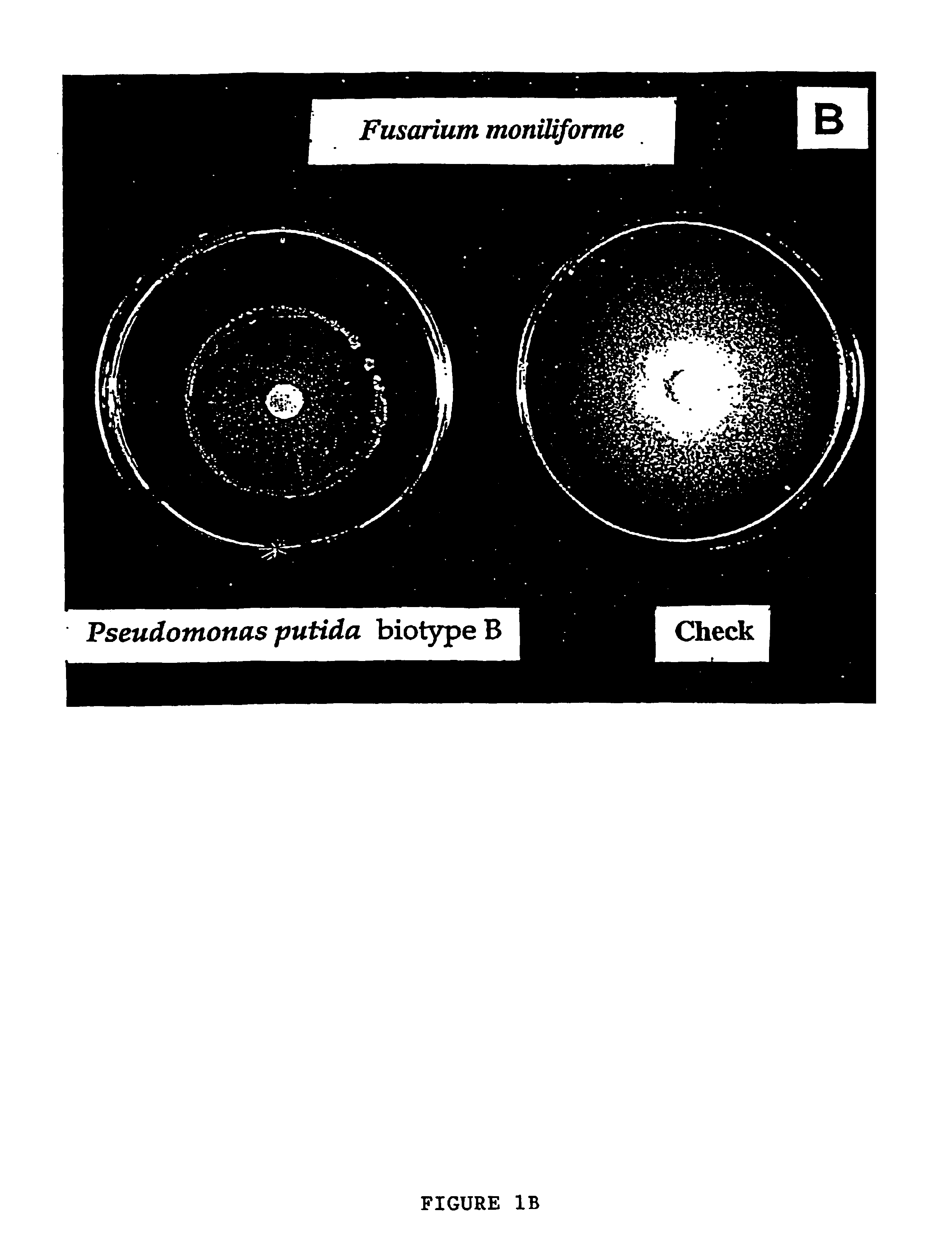 Biocontrol for plants with Bacillus subtilis, Pseudomonas putida, and Sporobolomyces roseus