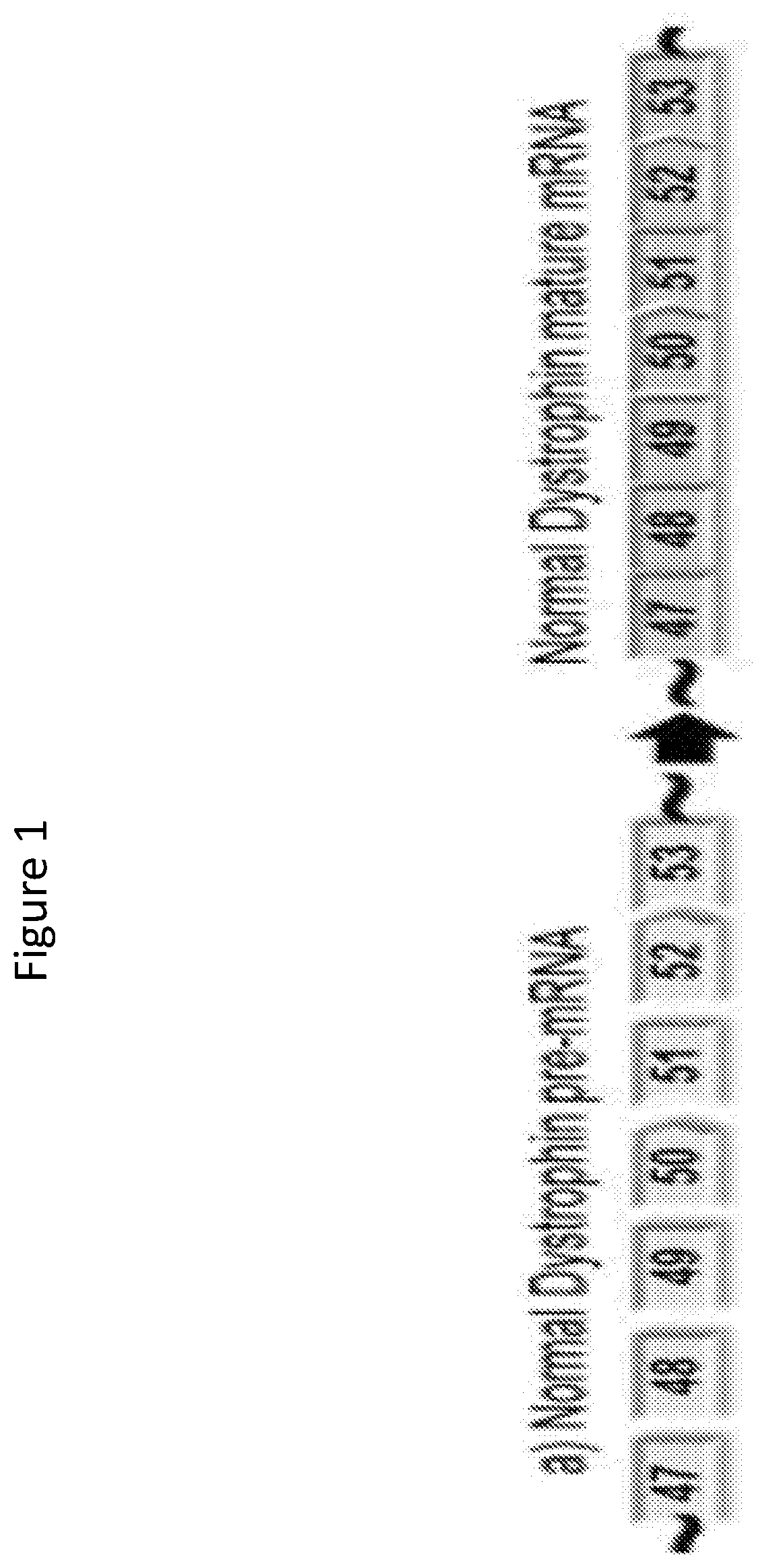 Exon skipping oligomer conjugates for muscular dystrophy