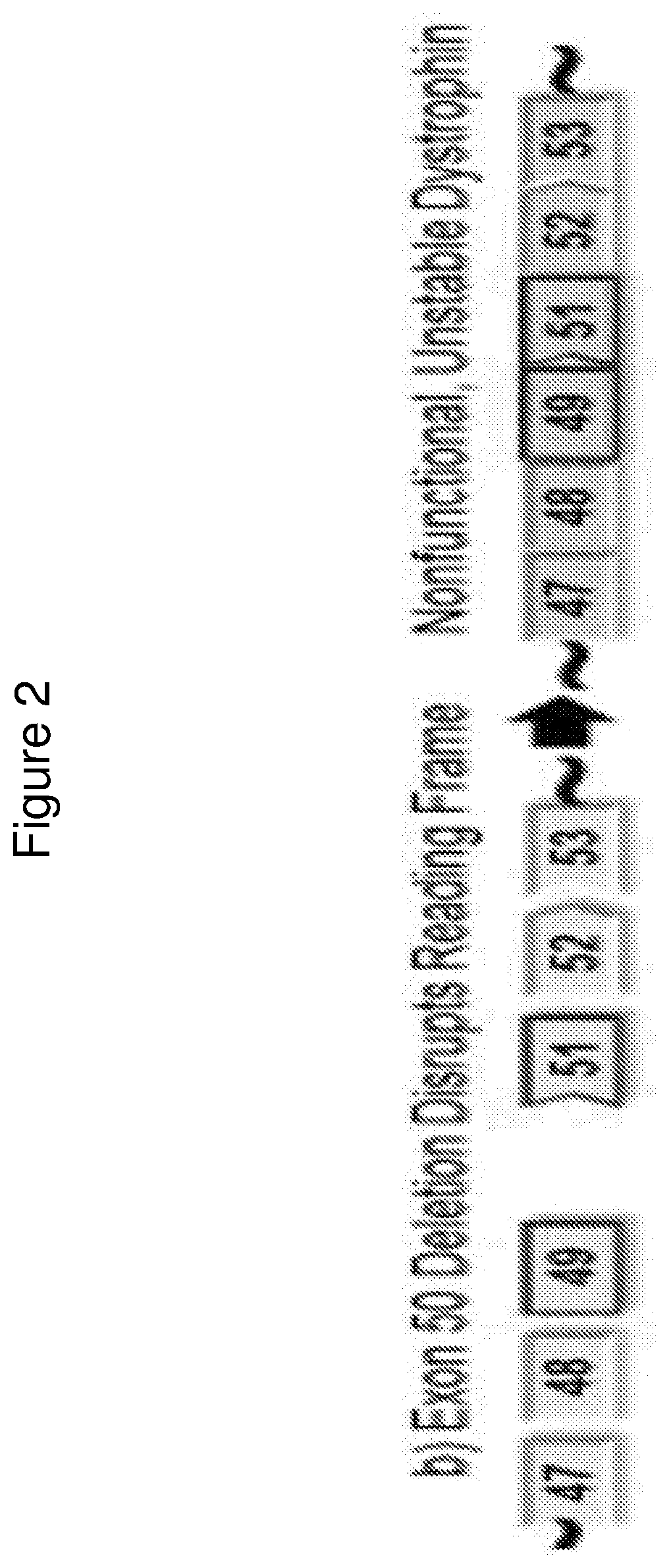 Exon skipping oligomer conjugates for muscular dystrophy