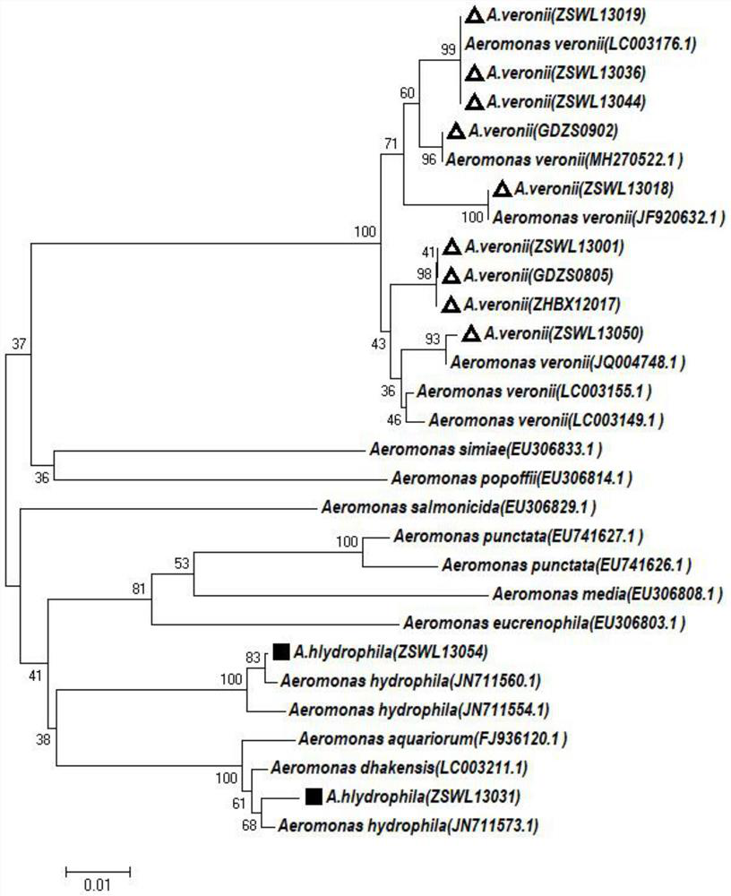 A barcode identification primer, identification method and kit for different species within Aeromonas