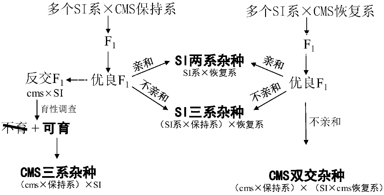 Method for breeding hybrid cabbage type rape through composite pollination system