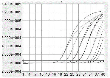 Animal chlamydia TaqMan-MGB probe multiplex real-time fluorescent quantitative PCR (polymerase chain reaction) detection primers, kit and method