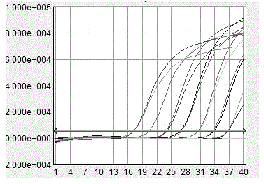 Animal chlamydia TaqMan-MGB probe multiplex real-time fluorescent quantitative PCR (polymerase chain reaction) detection primers, kit and method