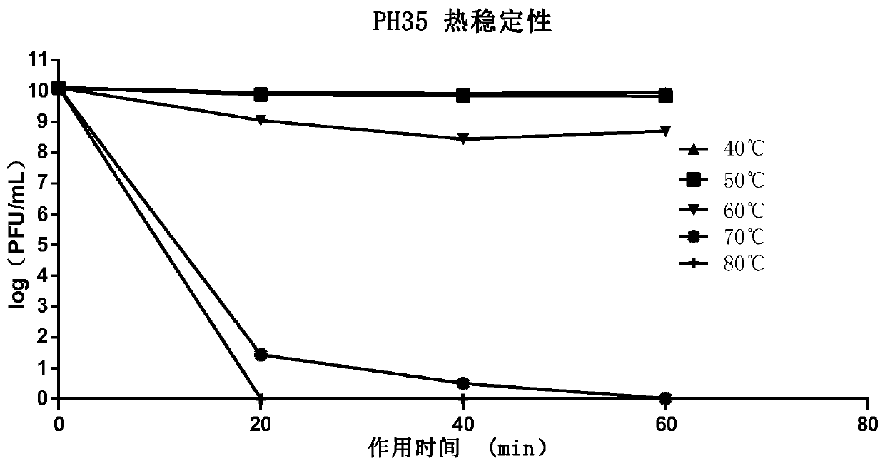 Novel bacteriophage, bacteriophage mixed formulation and application of novel bacteriophage and application of bacteriophage mixed formulation to prevention and treatment of pseudomonas pneumonia of minks