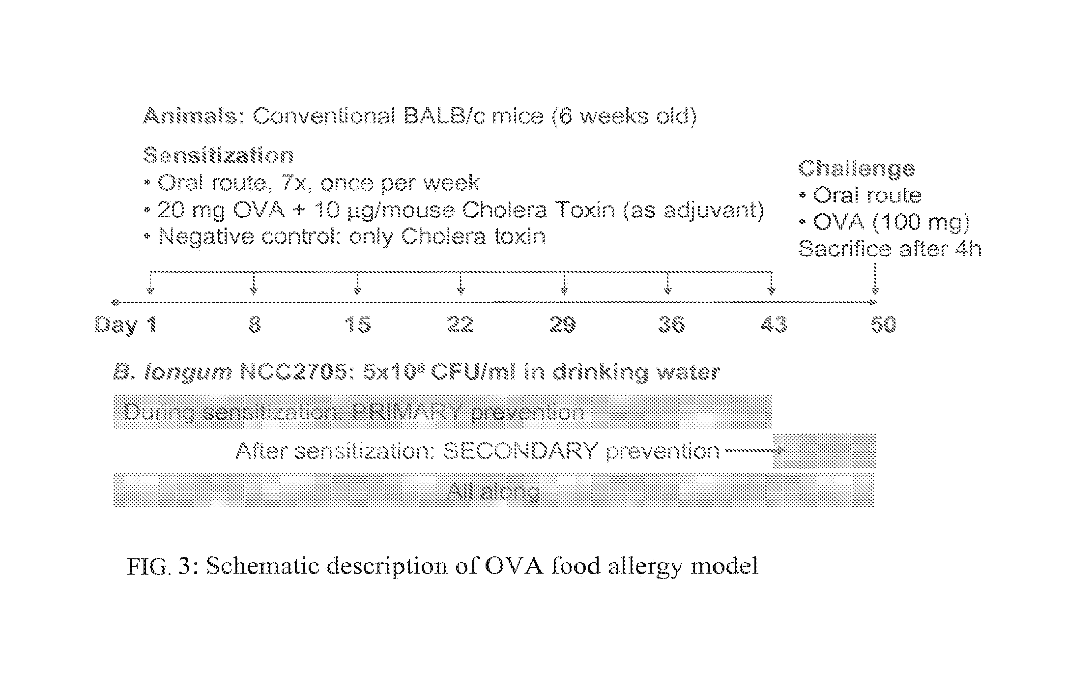 Nutritional composition comprising <i>Bifidobacterium longum </i>strains and reducing food allergy symptoms, especially in infants and children