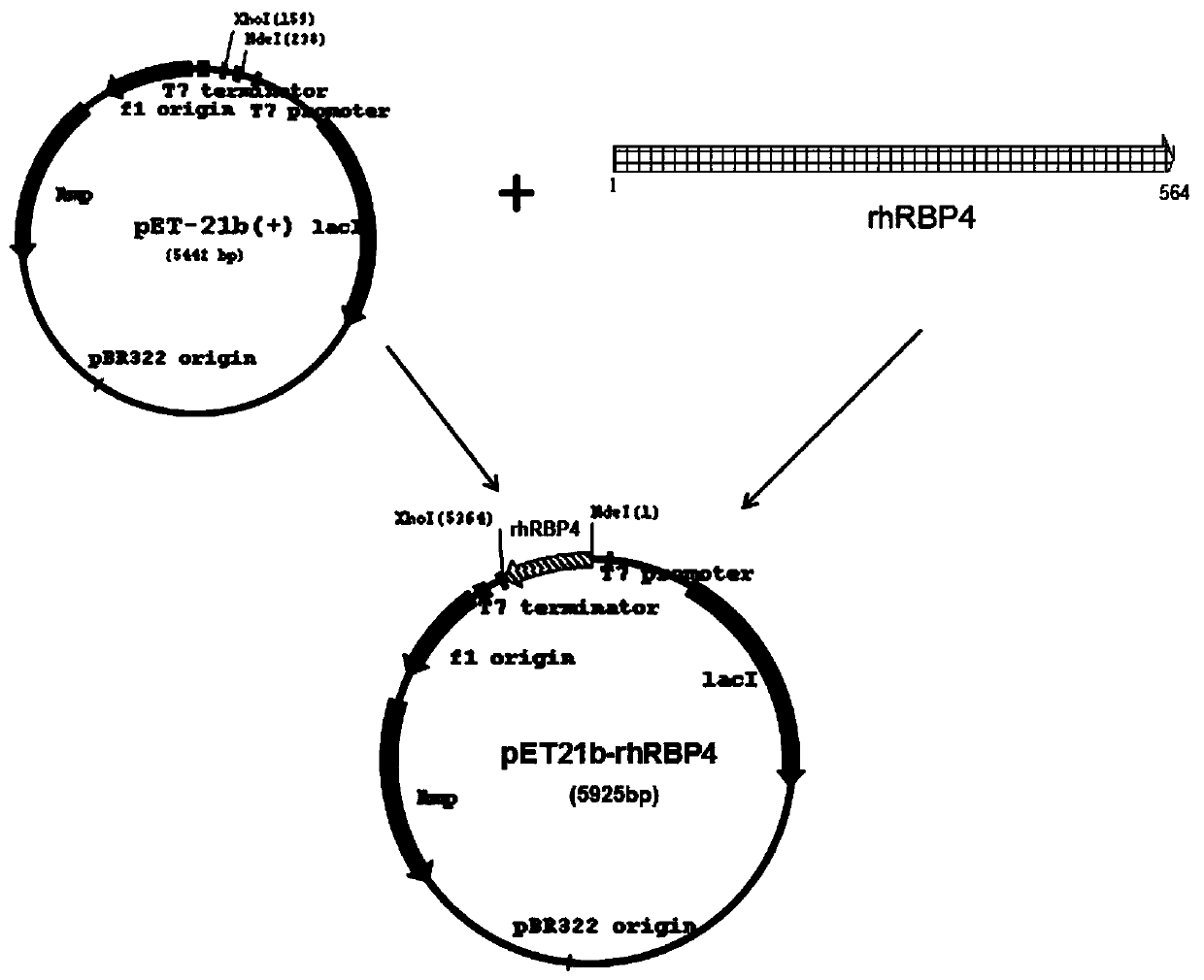 Latex enhanced immunoturbidimetric detection kit for retinol binding protein and clinical application thereof