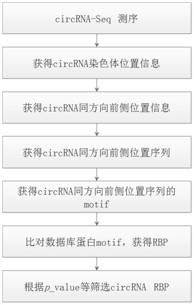 Method for predicting RNA binding protein based on circRNA position information