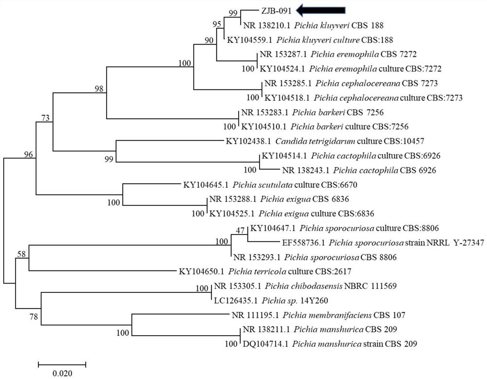 Odorless microbial agent for kitchen waste treatment and its preparation method and application