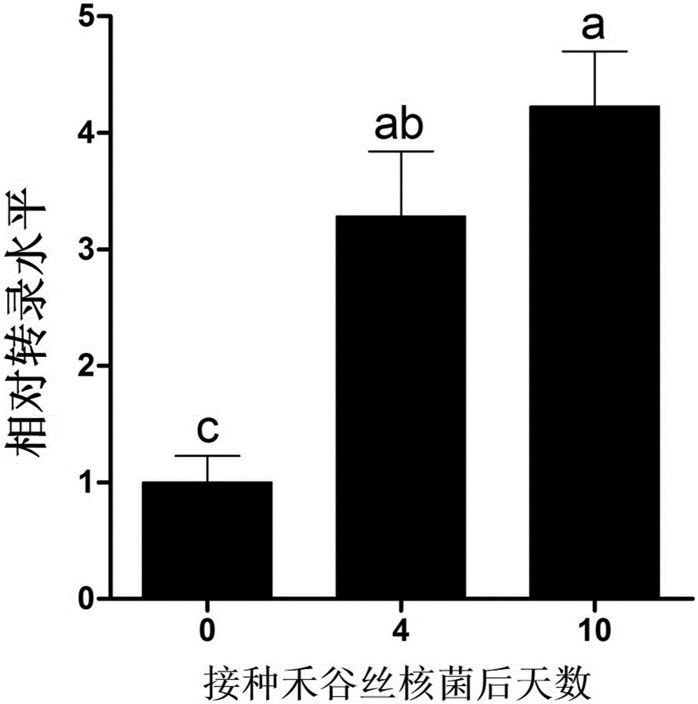 Cultivating method for disease-resistant TaMYB-KW gene-transferred wheat, related biomaterials and application