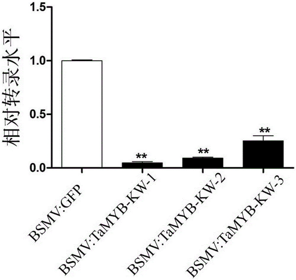 Cultivating method for disease-resistant TaMYB-KW gene-transferred wheat, related biomaterials and application