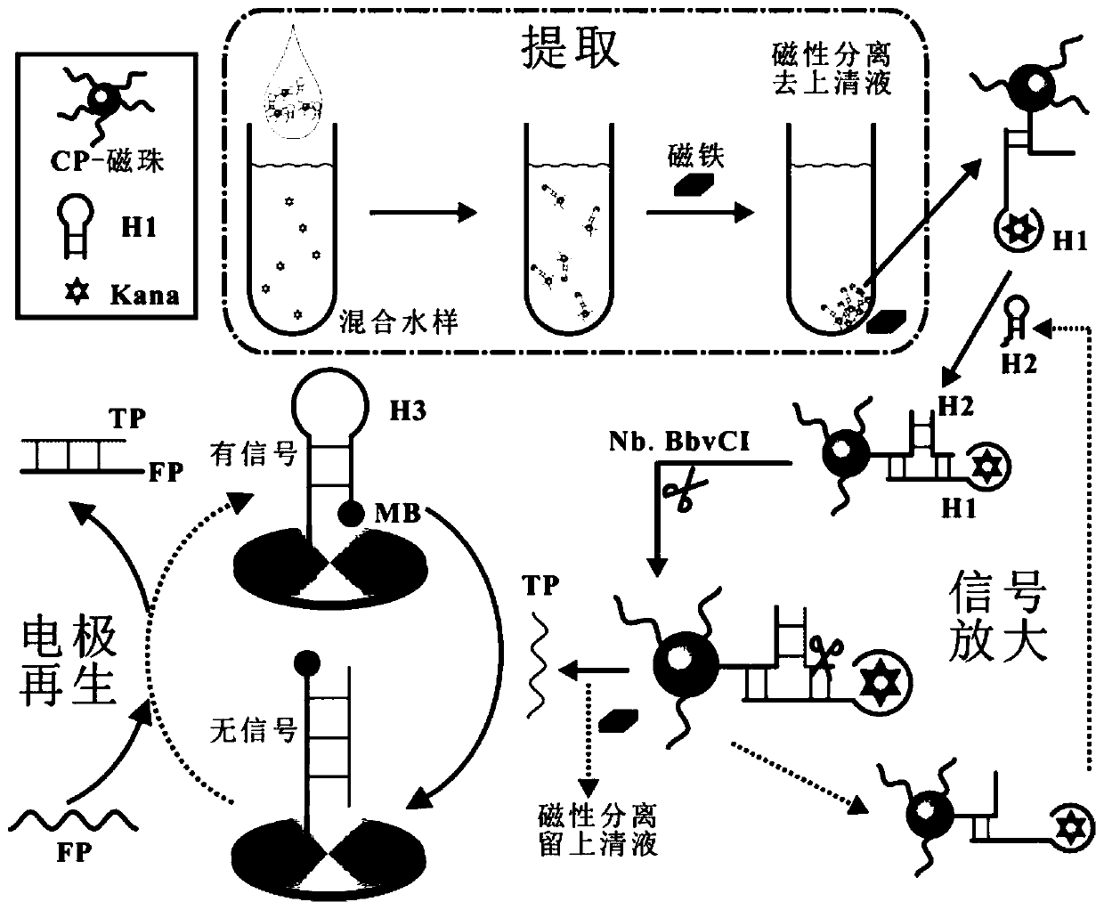 Renewable electrochemical sensor for detecting trace kanamycin, and preparation method and application thereof