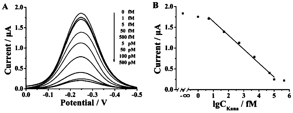 Renewable electrochemical sensor for detecting trace kanamycin, and preparation method and application thereof