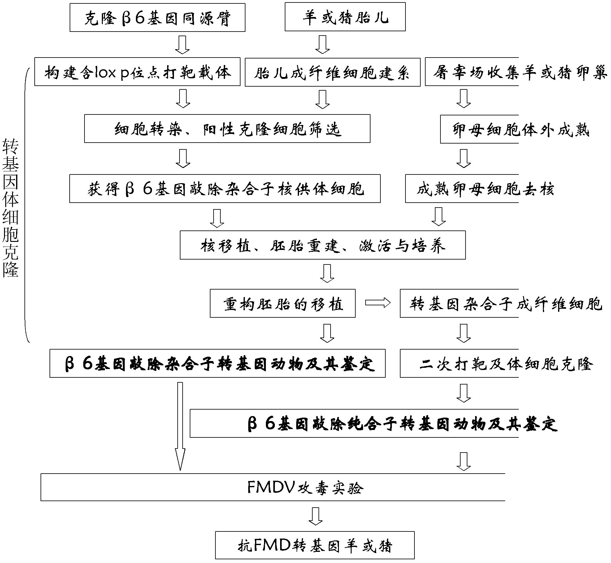 Method for acquiring anti-FMD (foot-and-mouth disease) transgenic goats or pigs by knocking out FMD virus receptor integrin beta6 subunit genes