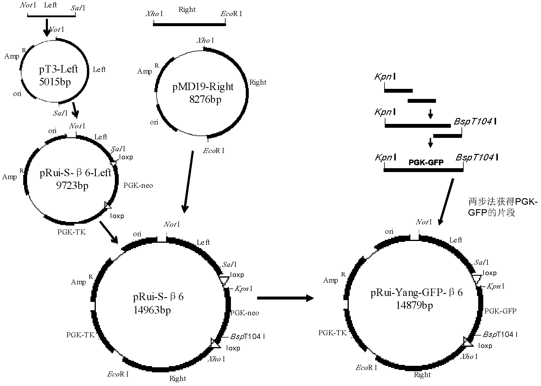 Method for acquiring anti-FMD (foot-and-mouth disease) transgenic goats or pigs by knocking out FMD virus receptor integrin beta6 subunit genes