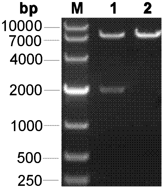 Method for acquiring anti-FMD (foot-and-mouth disease) transgenic goats or pigs by knocking out FMD virus receptor integrin beta6 subunit genes