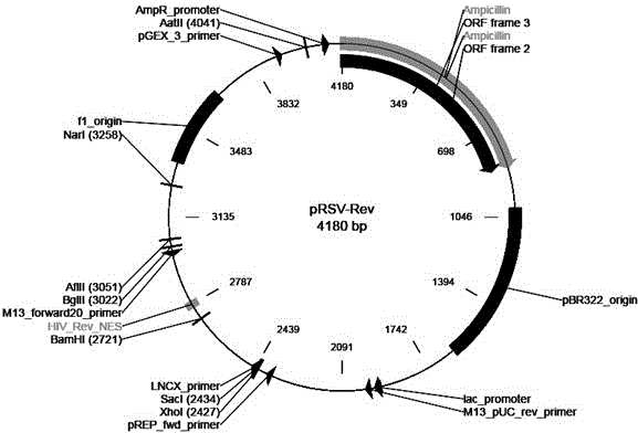 Galpha gene overexpression lentiviral vector and lentivirus and construction method thereof