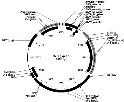 Galpha gene overexpression lentiviral vector and lentivirus and construction method thereof