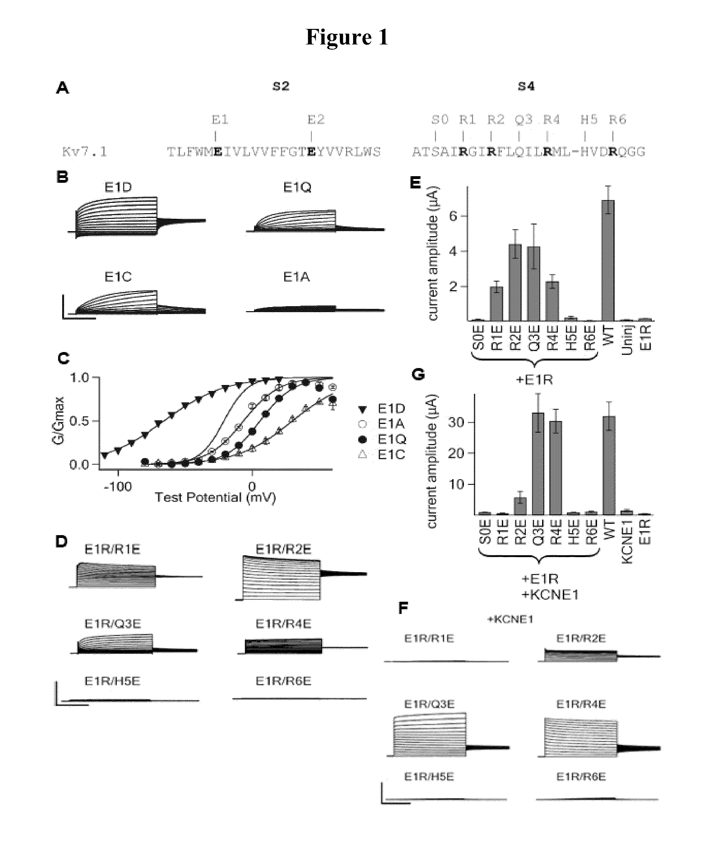 KCNQ channels as therapeutic targets