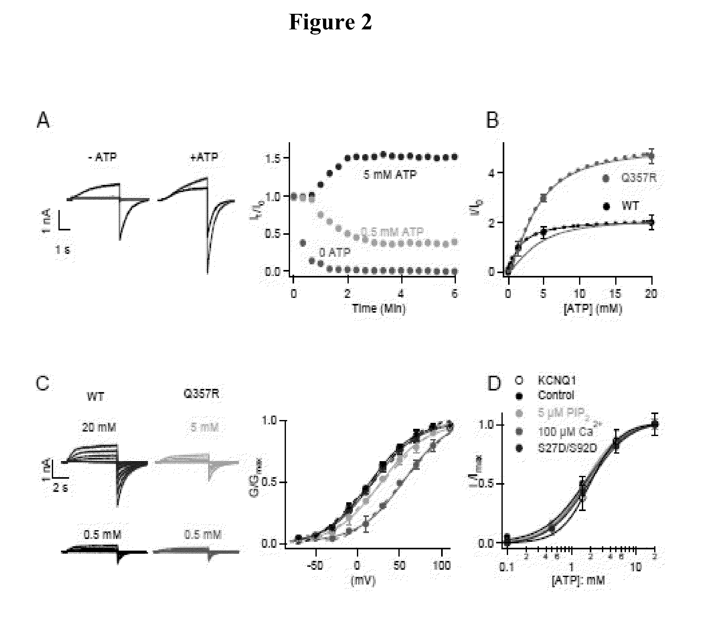 KCNQ channels as therapeutic targets