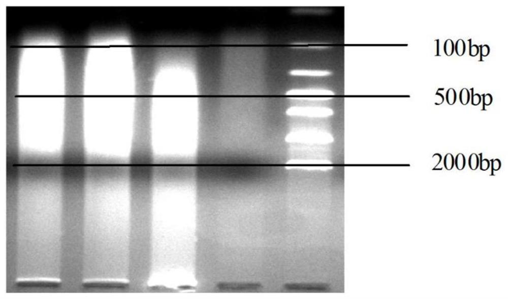 PDRN-containing whitening and freckle-removing composition and application thereof