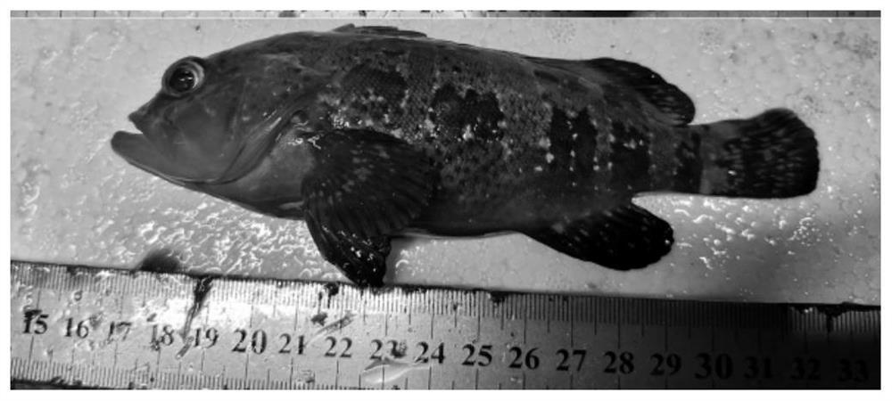 A method for hybrid breeding of low-oxygen tolerant blue grouper