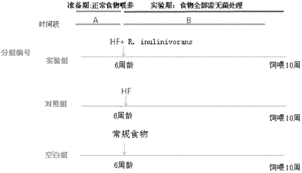 Application of Roseburia to treatment and prevention of obesity related disease