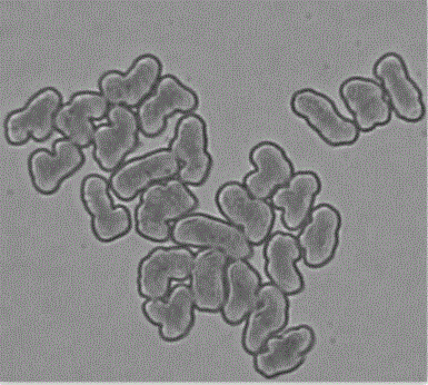 Delustering high-strength low-elongation viscose fiber and preparation method and application thereof