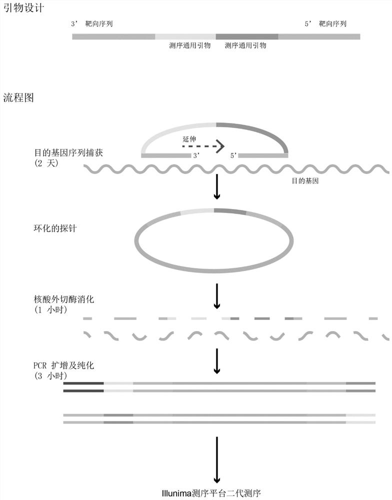 High-throughput targeted library building method and application