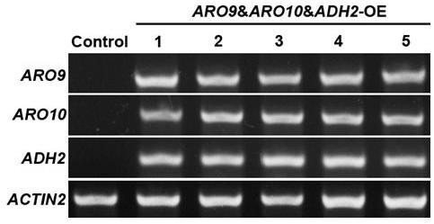 A metabolic pathway modification method for reducing lignin content and its application