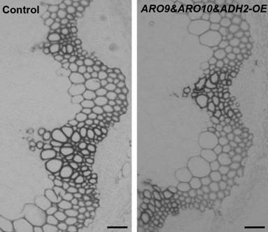 A metabolic pathway modification method for reducing lignin content and its application